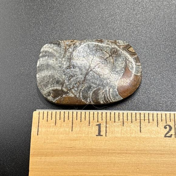 Fossilized Stone Specimen - Picture 3 of 4